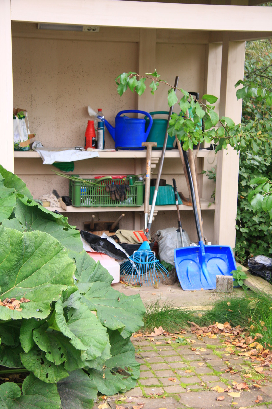 Бельгийка 01