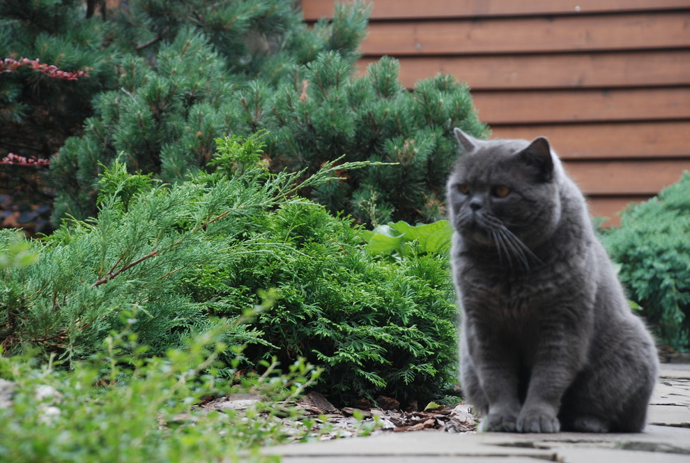 Лесной участок в КП "РИИТА"