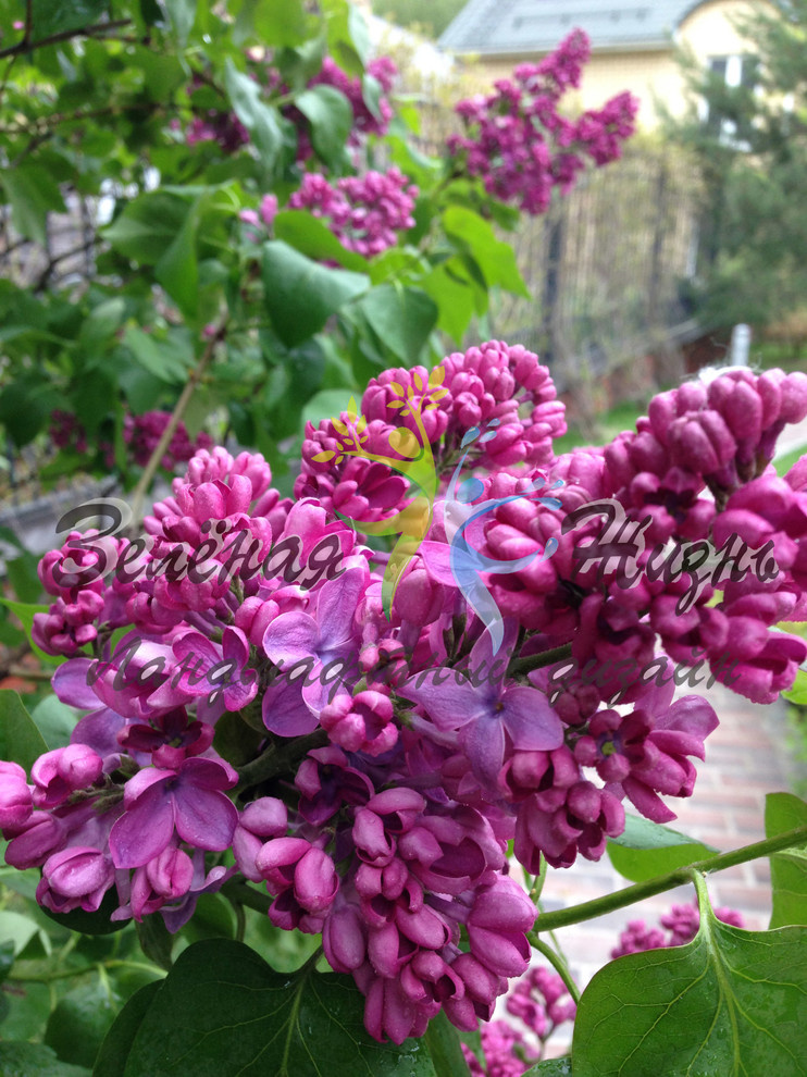 Южное Бутово