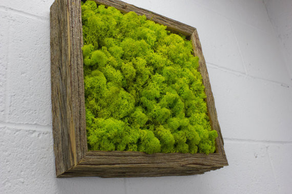 Мох.Стабилизированный мох. Ягель.Фитостены