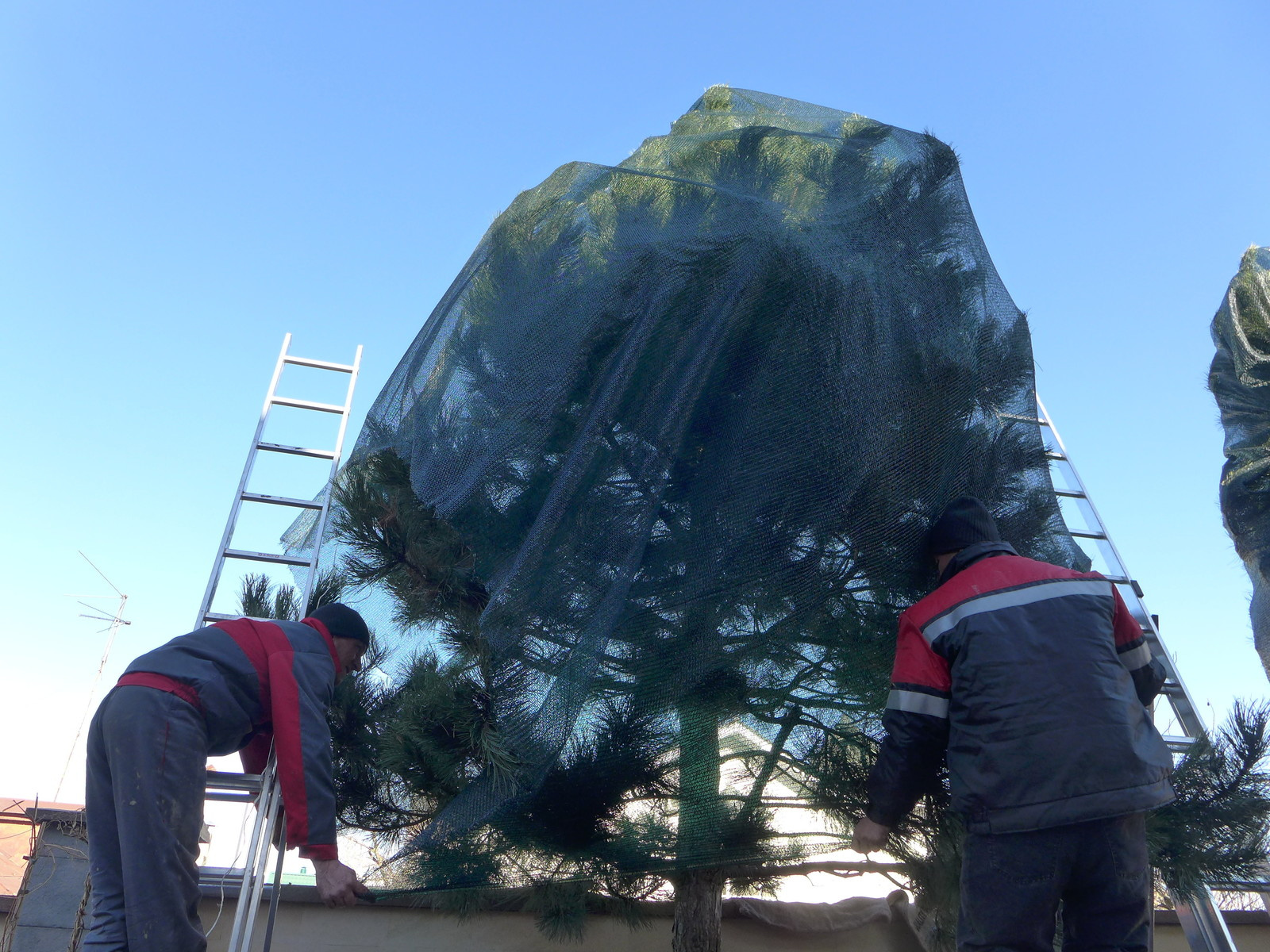 Уход за садом и защита растений