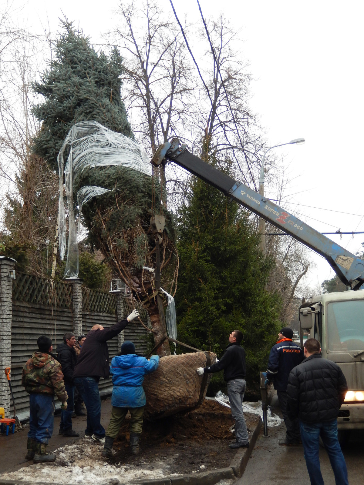 Посадка крупномеров