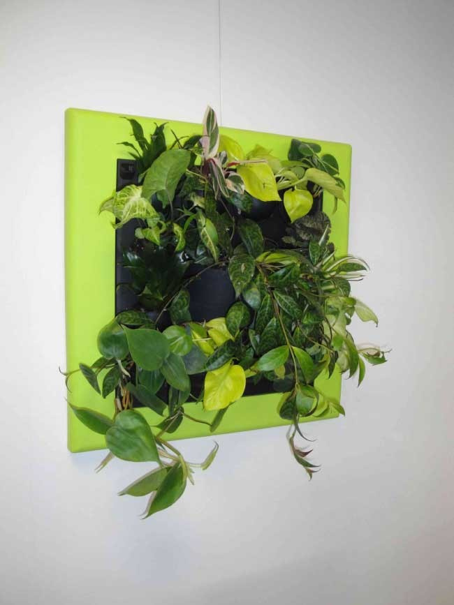 Фитостены под заказ