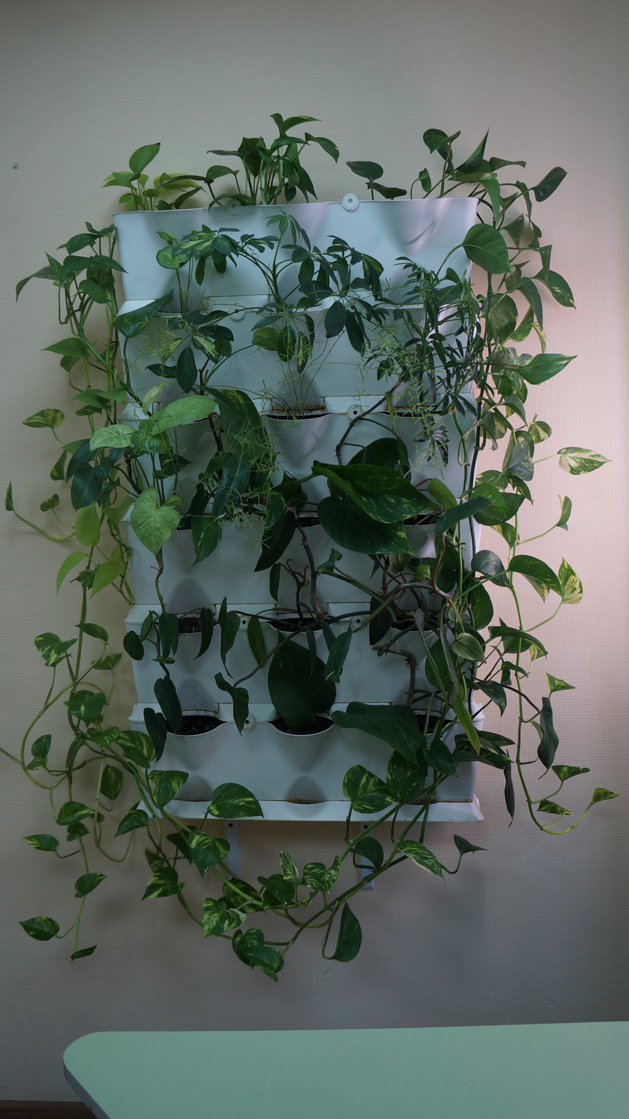 Фитостены под заказ