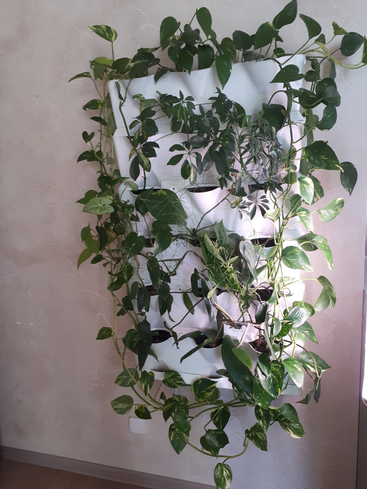 Обложка проекта: Фитостены под заказ