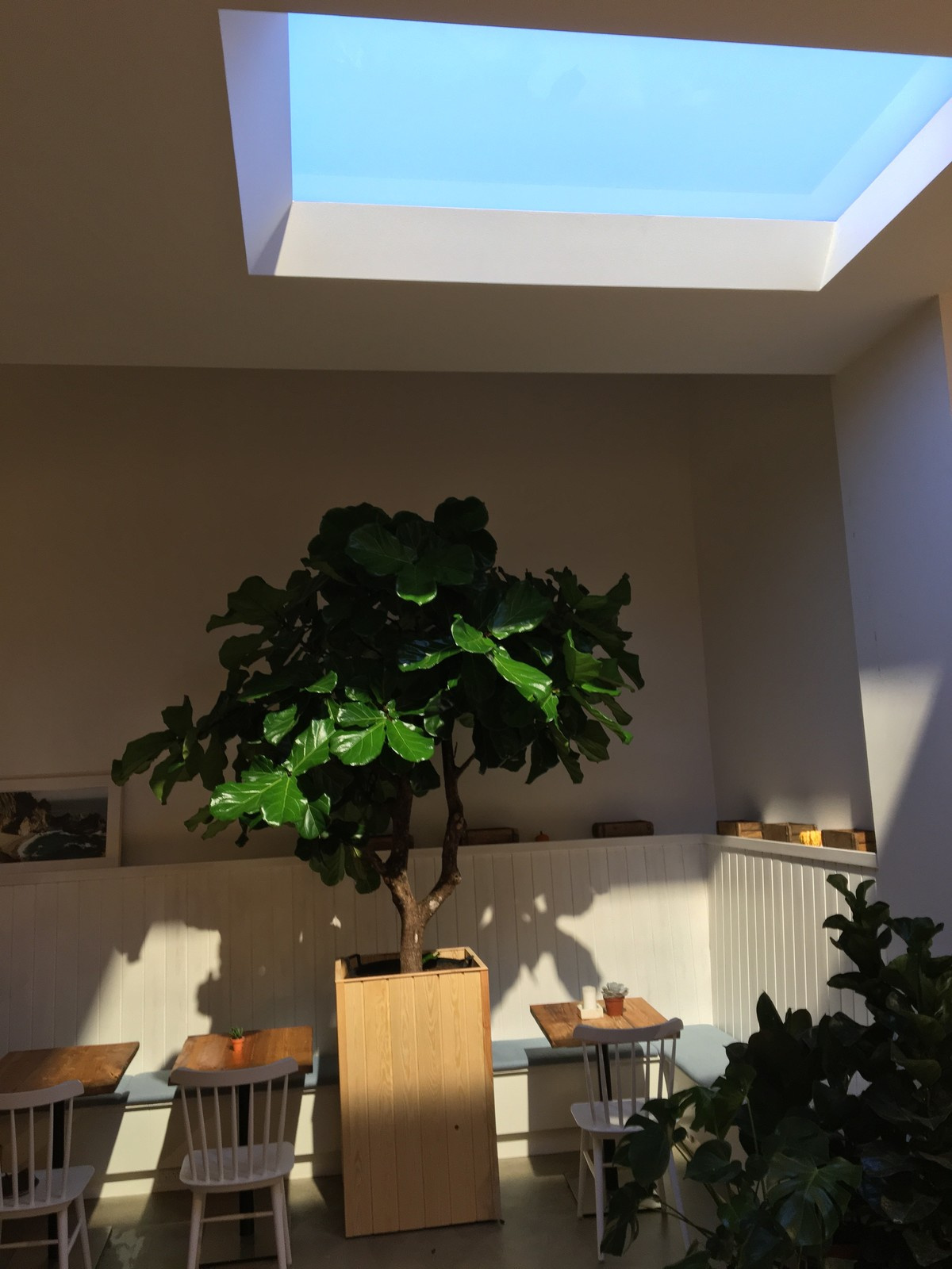 Coelux дизайн в кафе