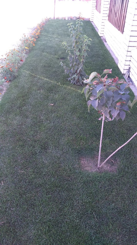 Укладка рулонного газона, Самарская область, Ладья Благополучия