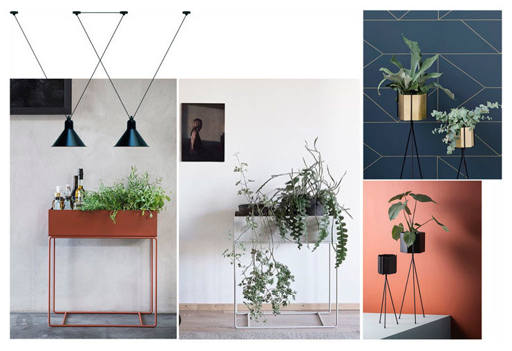 Пепел и роза