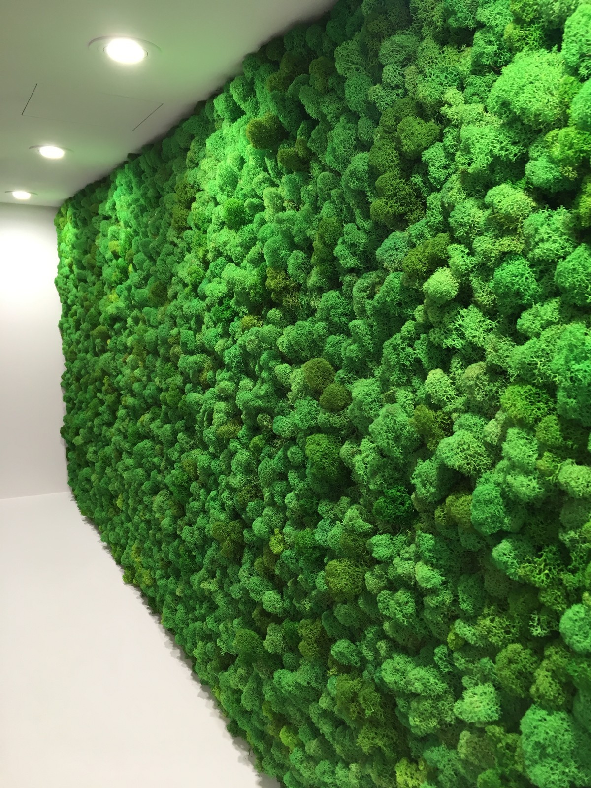 Фитокартина из стабилизированного мха ягель 1000х2500 для химчистки обуви