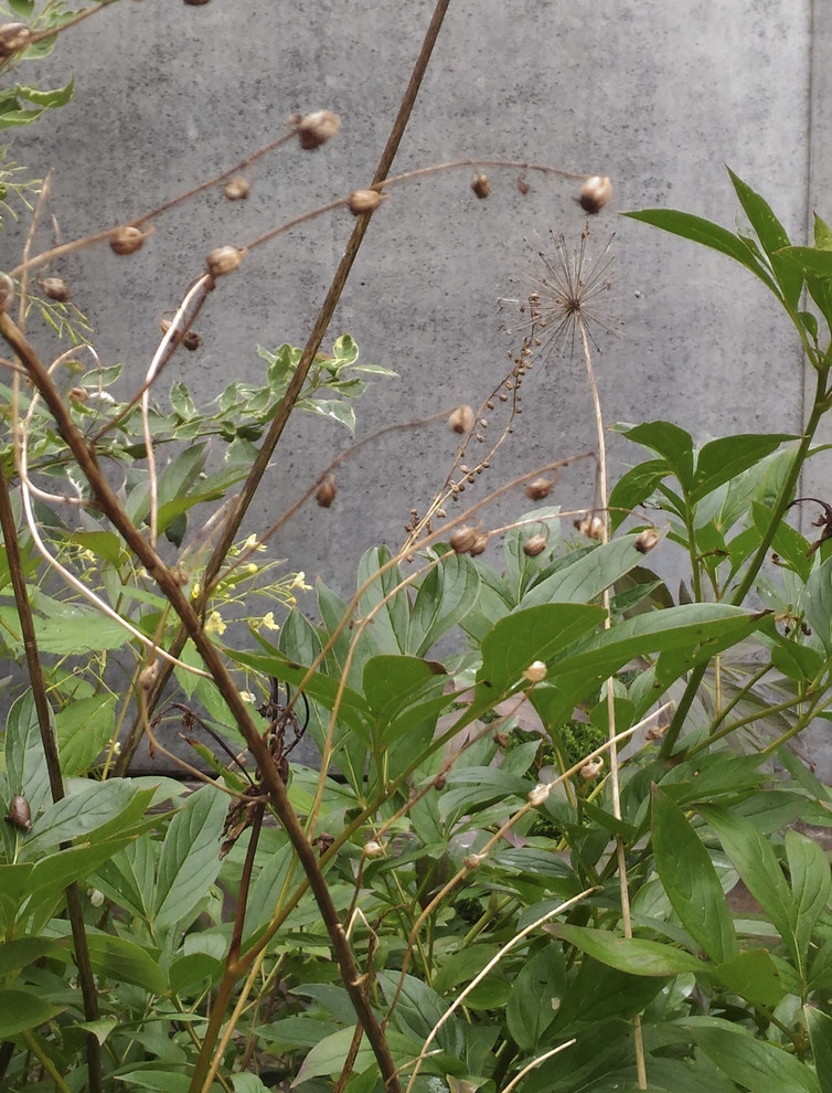 Летящие одуванчики