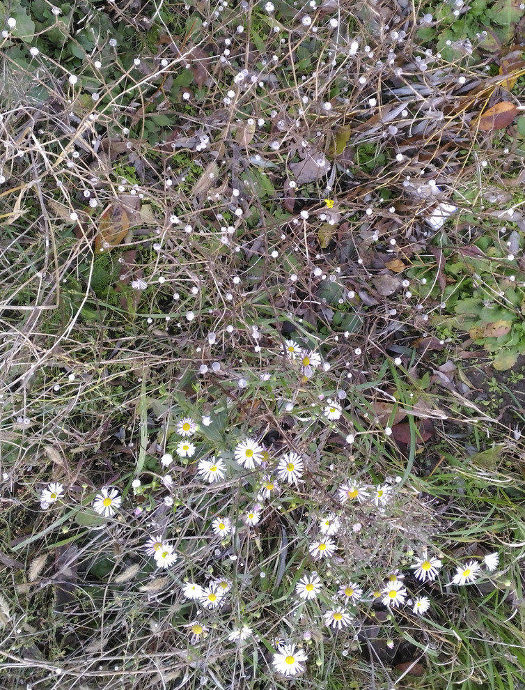 Летящие  одуванчики