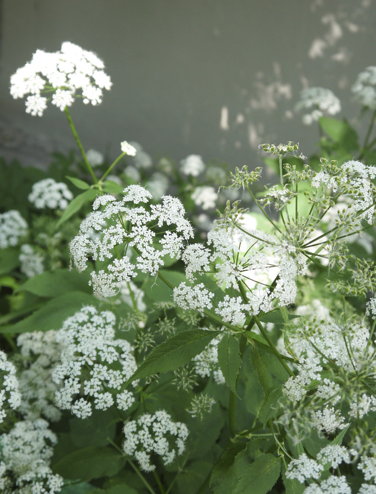 Летящие  одуванчики