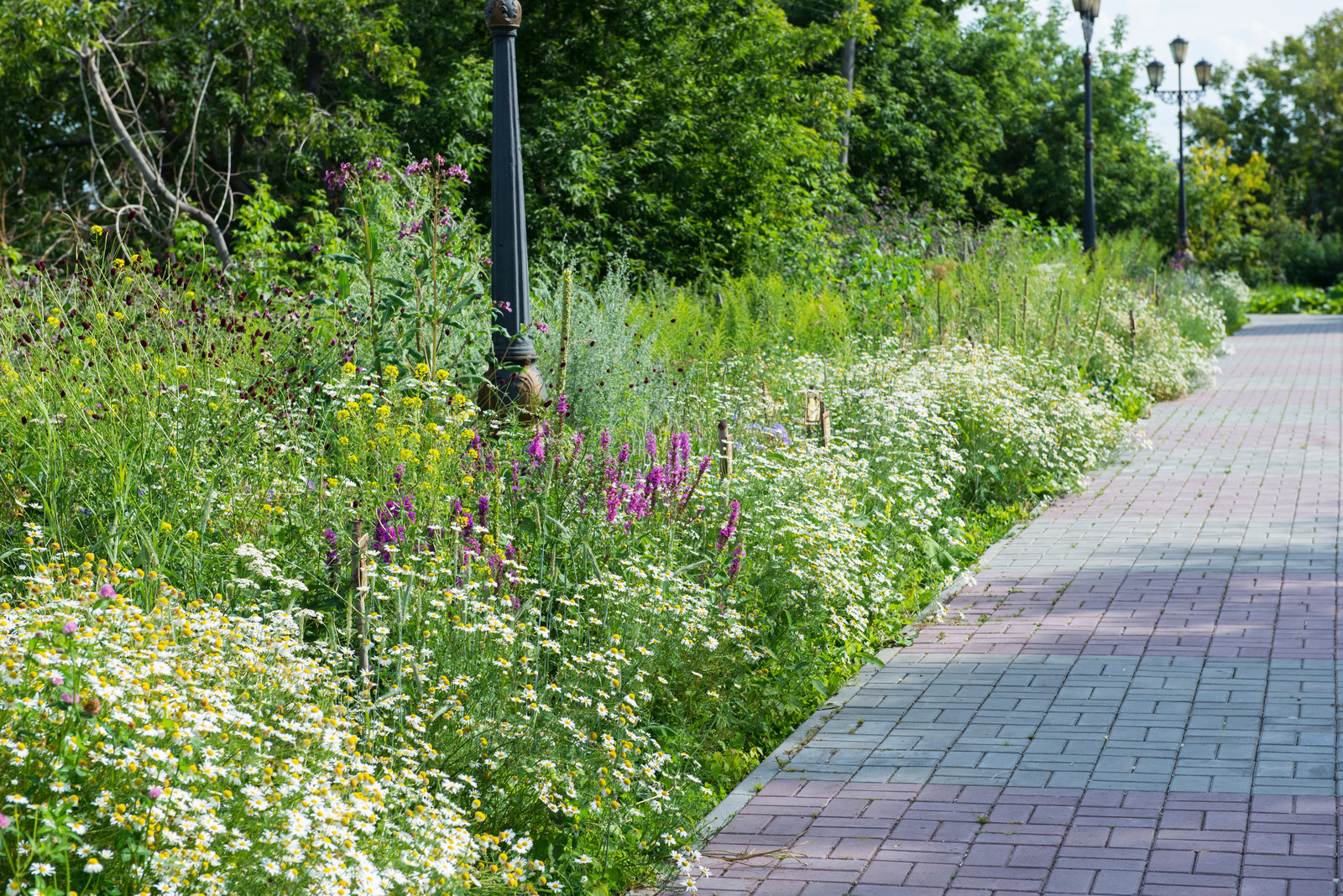 Цветник из аборигенных растений Томской области