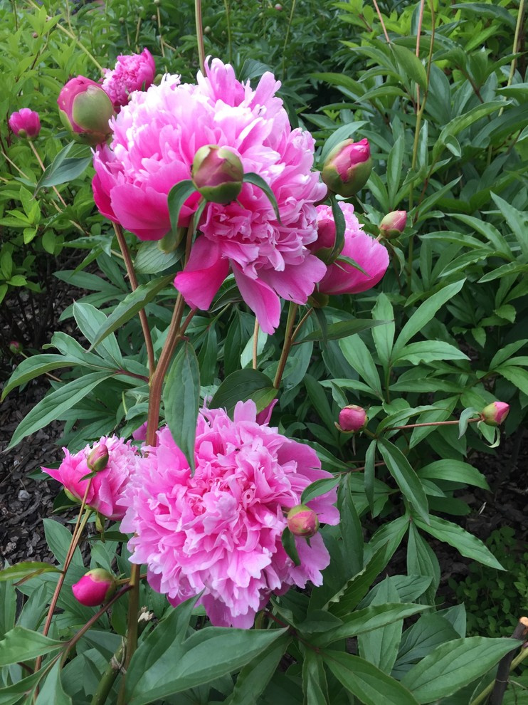 Холодное лето 2017 (сад "Игра в лабиринт")