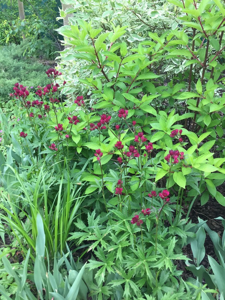 Холодное лето 2017 (сад "Игра в лабиринт")