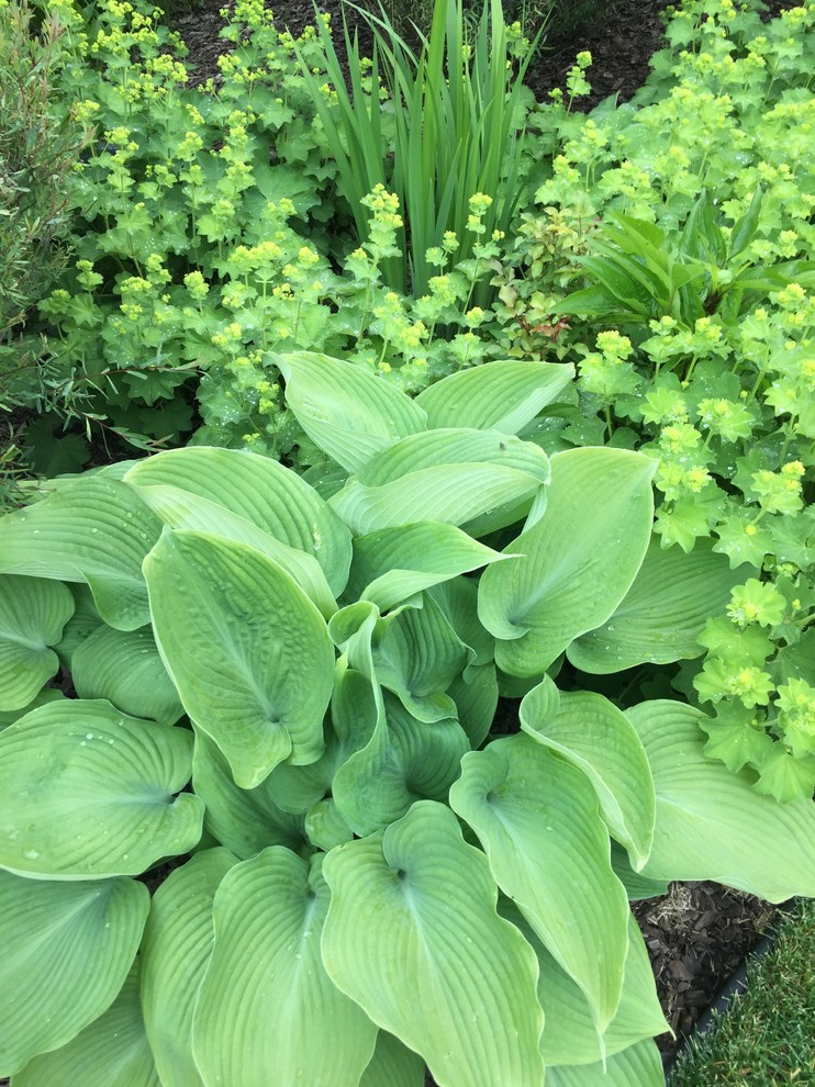 Холодное лето 2017 (сад "Игра в лабиринт")