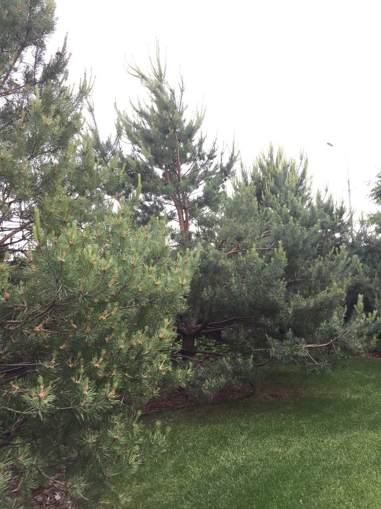 Холодное лето 2017 (сад "Игра в лабиринт")