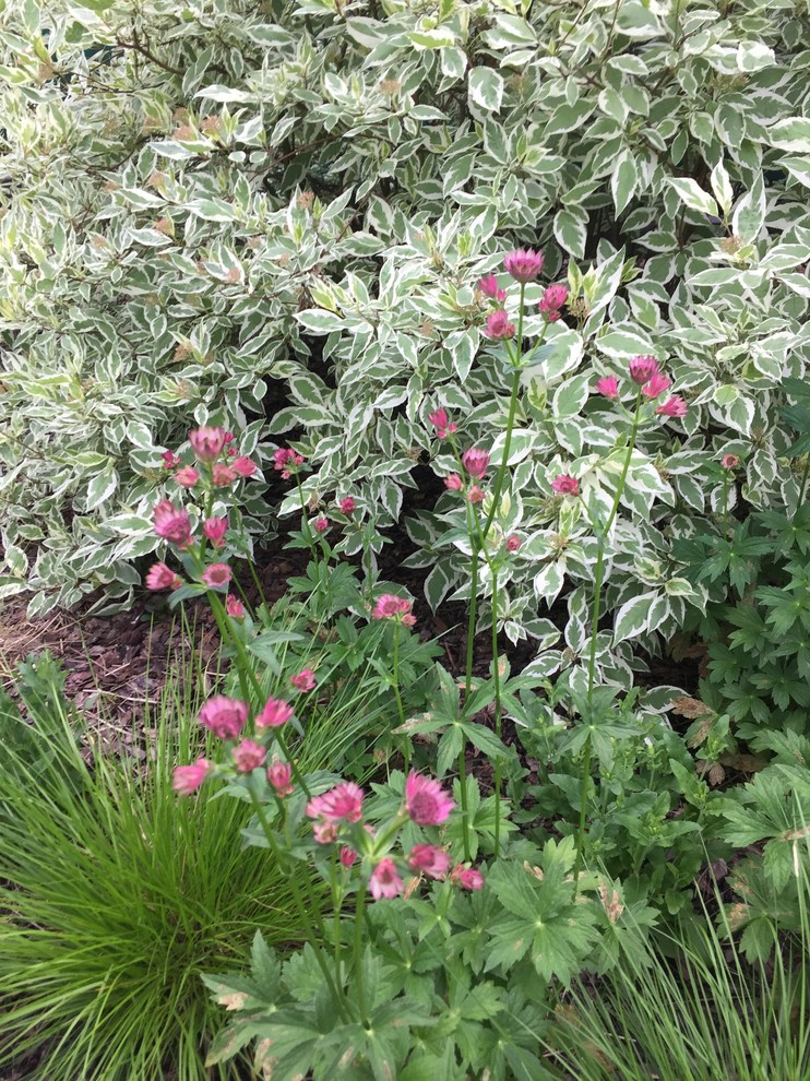 Холодное лето 2017 (сад "Игра в лабиринт")