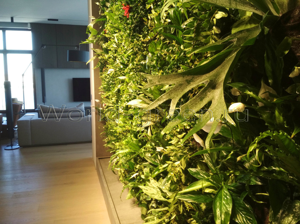 Фитостена в квартире в жилом комплексе у Смольного собора