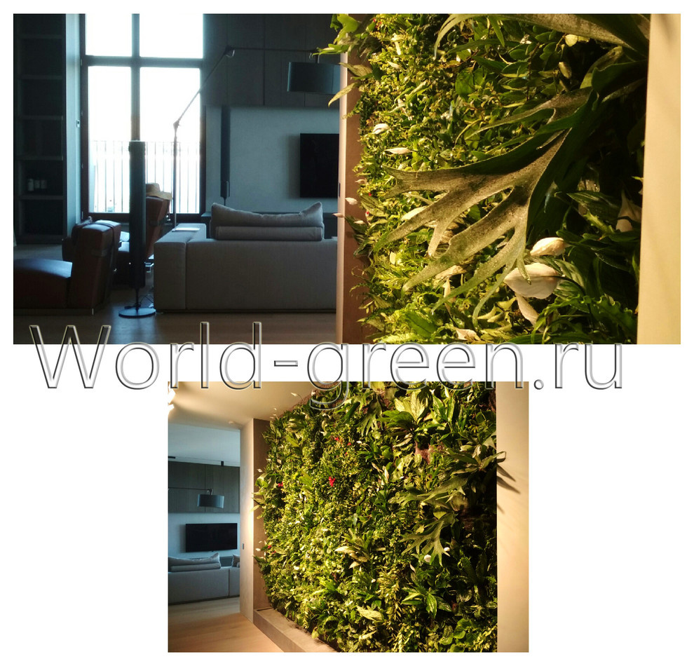 Обложка проекта: Фитостена в квартире в жилом комплексе у Смольного собора