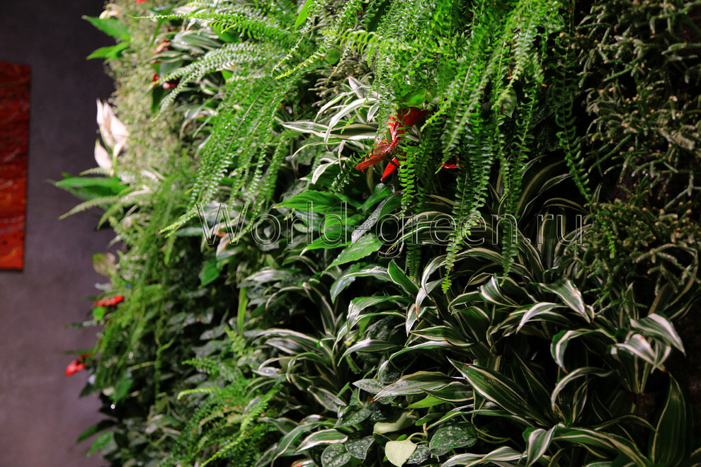 Фитостена в квартире на ул.Есенино