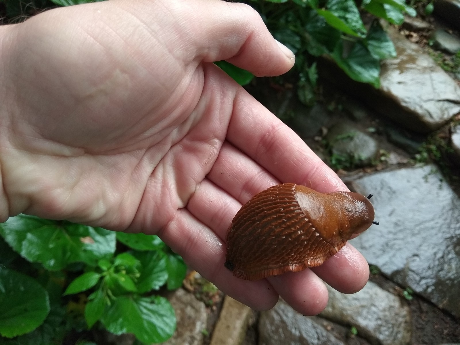 Valley of springs Долина родников