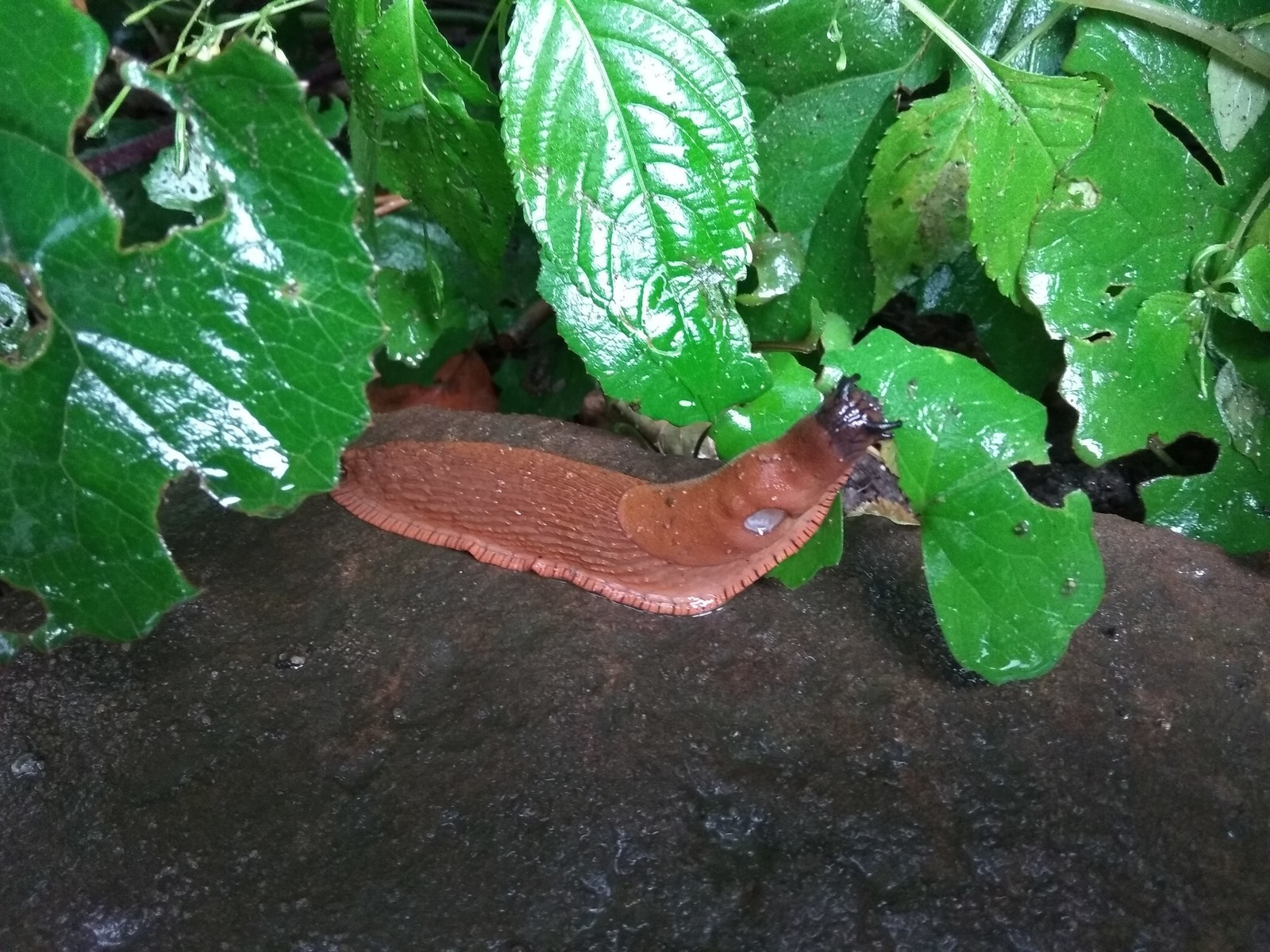 Valley of springs Долина родников