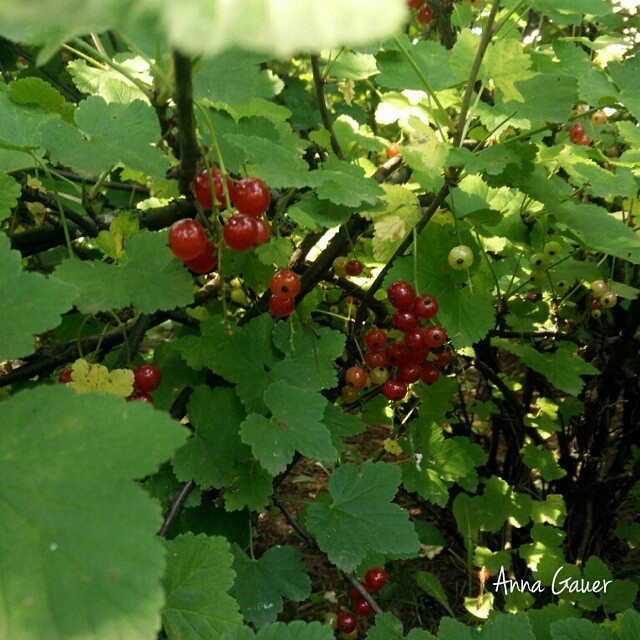 Плодовый сад