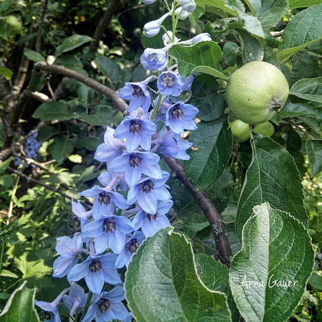 Плодовый сад