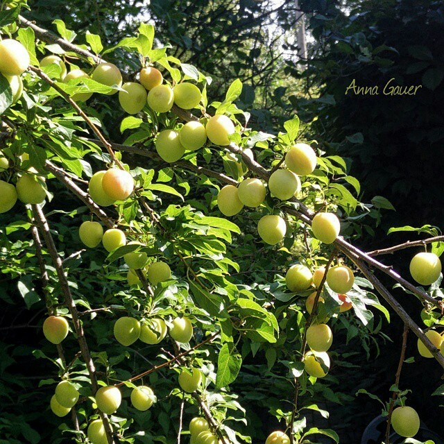 Плодовый сад