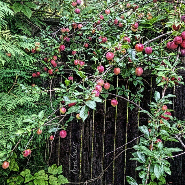 Плодовый сад