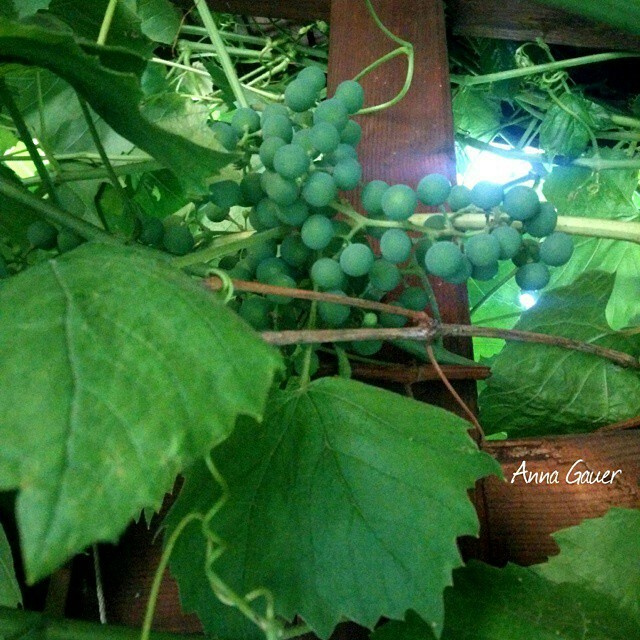 Плодовый сад