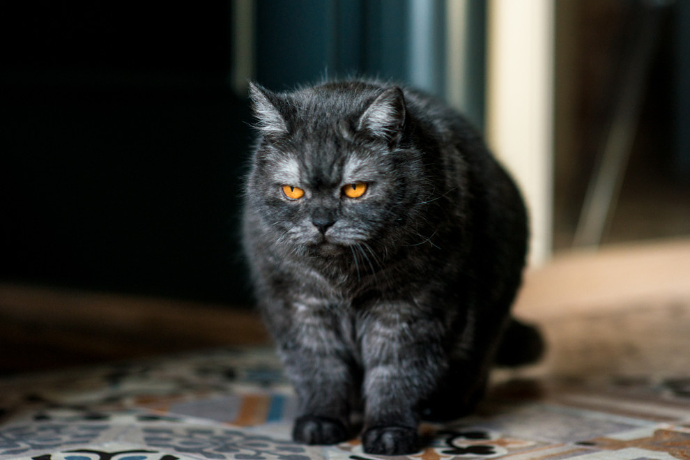 Трёхкомнатная квартира в Царицыно (дизайнер Людмила Данилевич)