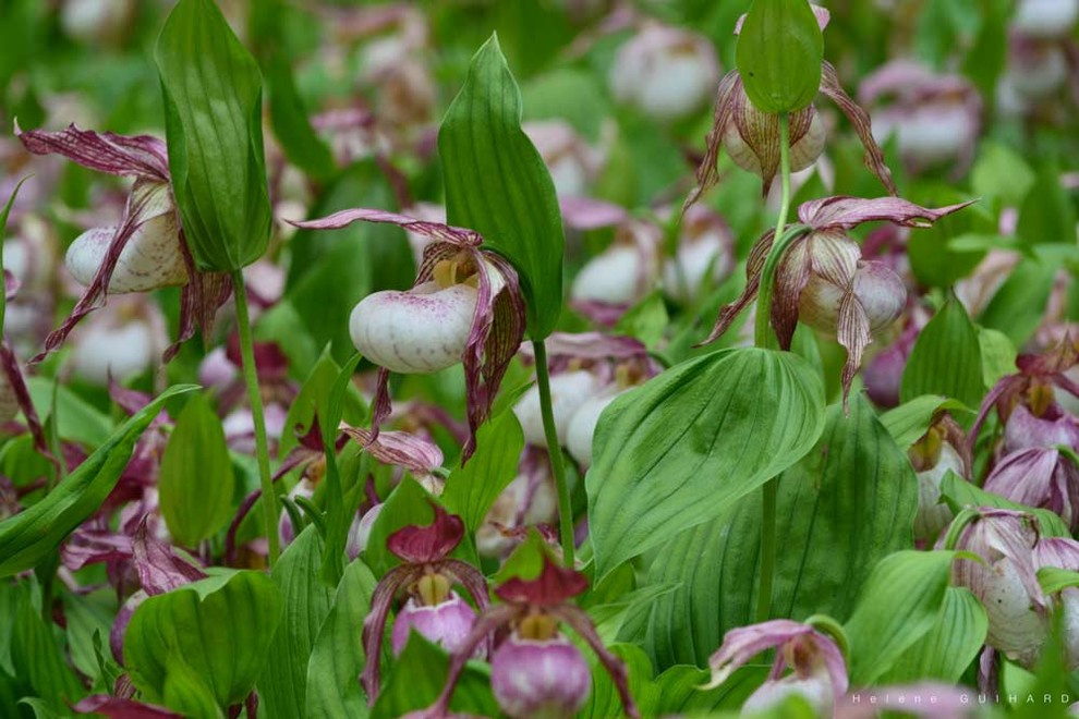 Сады Этрета