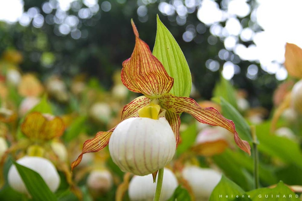 Сады Этрета