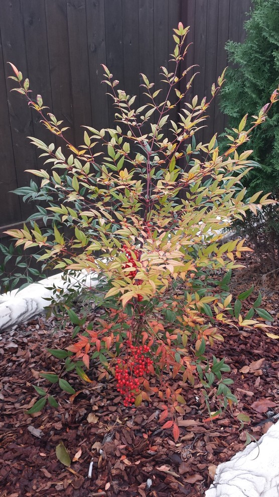 Благоуствойство частного домовладения