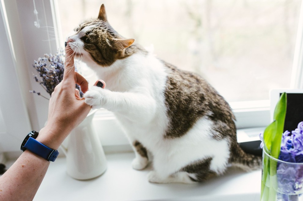 Жизнь в «Сделано» — двухкомнатная кварта на Островитянова