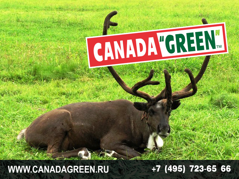 Gazon CANADA GREEN NEW FORMULA Grass Seed.