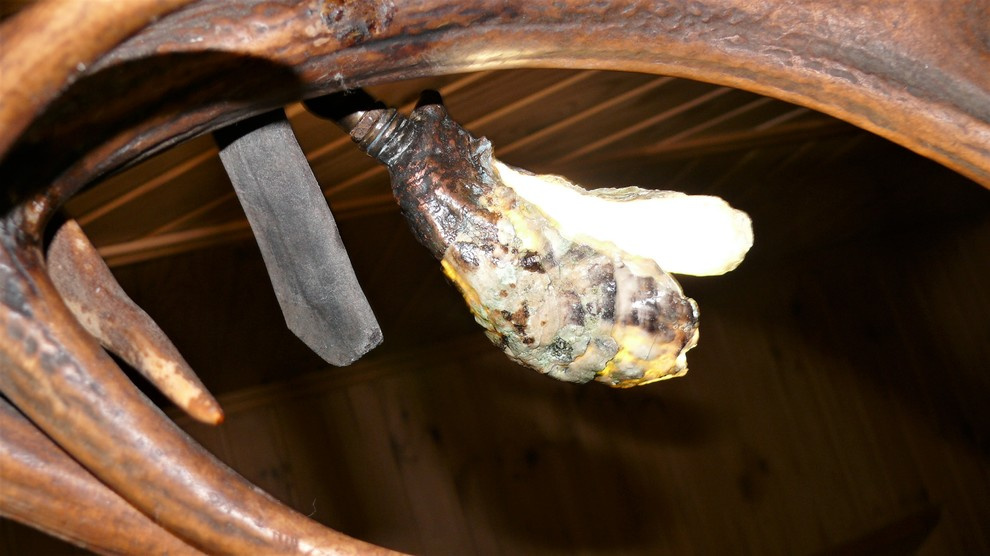 Подвесная люстра из рога марала и северного оленя .