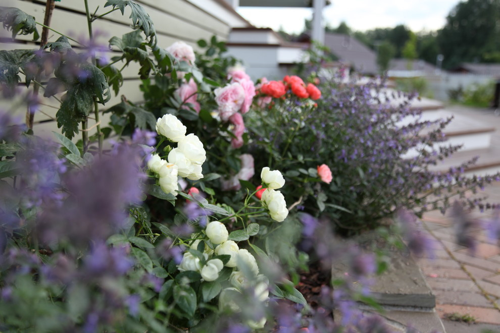 Розы и котовник