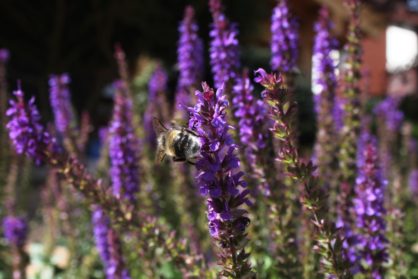 Современный ландшафтный дизайн.