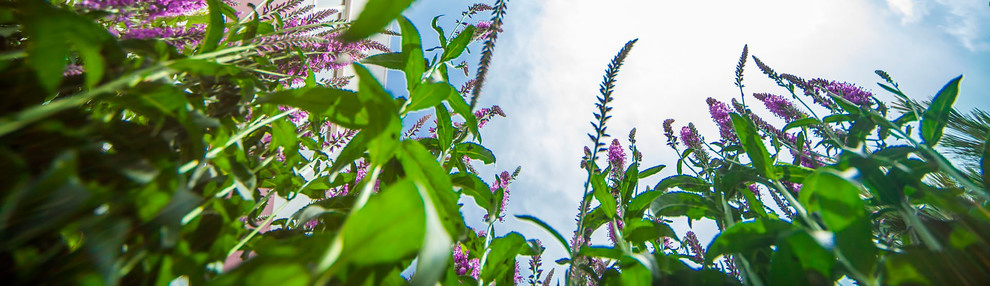 Ландшафтный дизайн