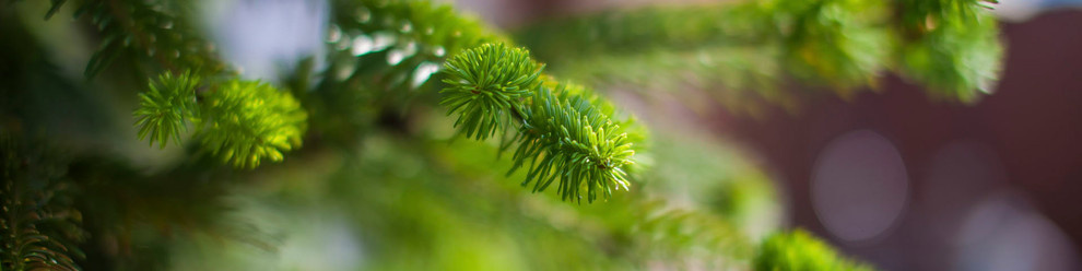 Ландшафтный дизайн