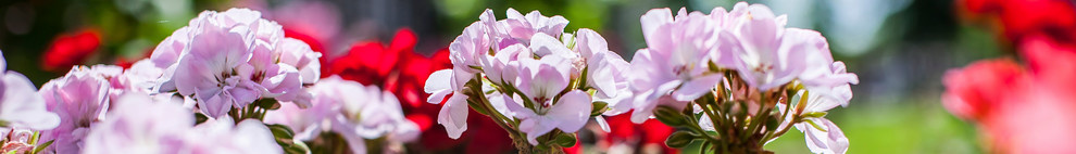 ландшафтный дизайн 2