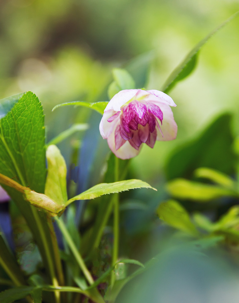 Garden of Elena Astashkina in Moscow Region
