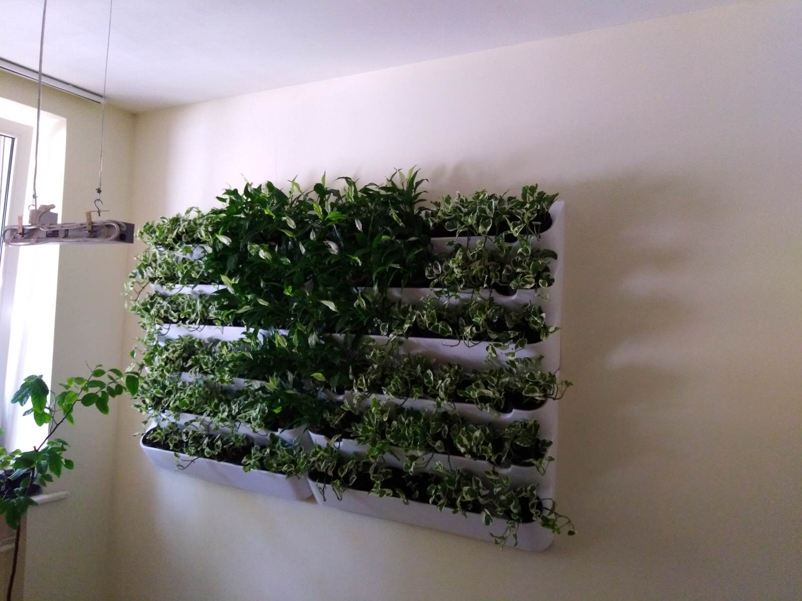 Вертикальное озеленение пространства. Фитомодули. Фитокартины. Фитоосвещение.