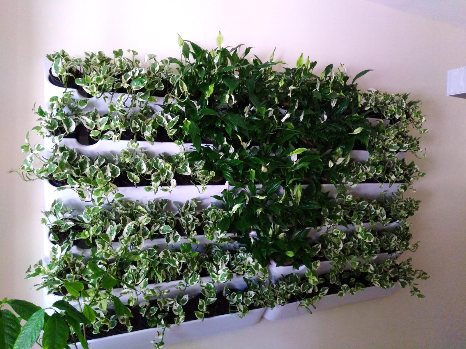 Вертикальное озеленение пространства. Фитомодули. Фитокартины. Фитоосвещение.