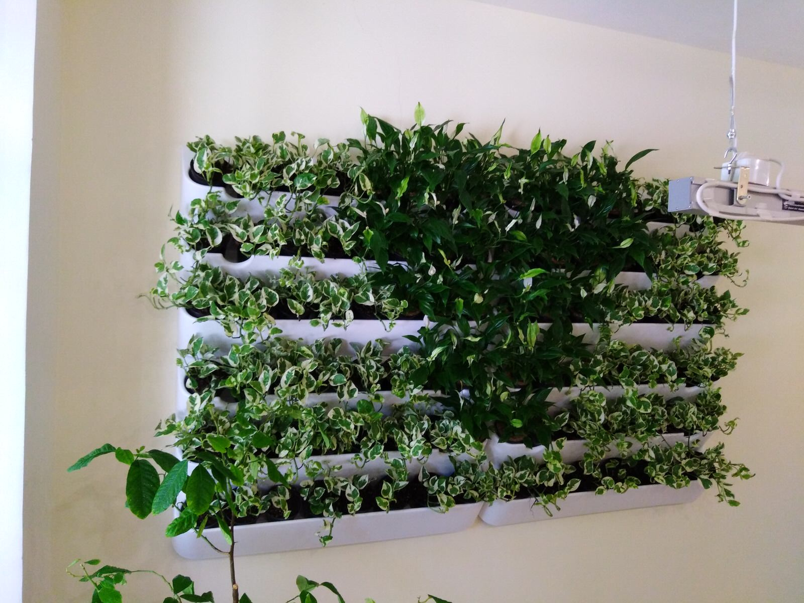 Вертикальное озеленение пространства. Фитомодули. Фитокартины. Фитоосвещение.