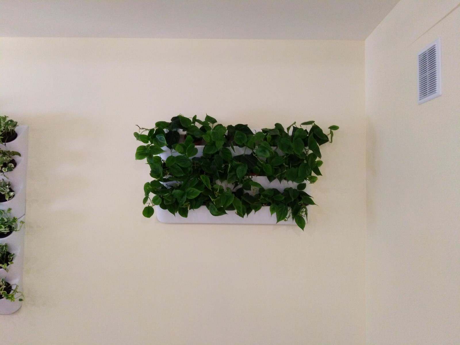 Вертикальное озеленение пространства. Фитомодули. Фитокартины. Фитоосвещение.