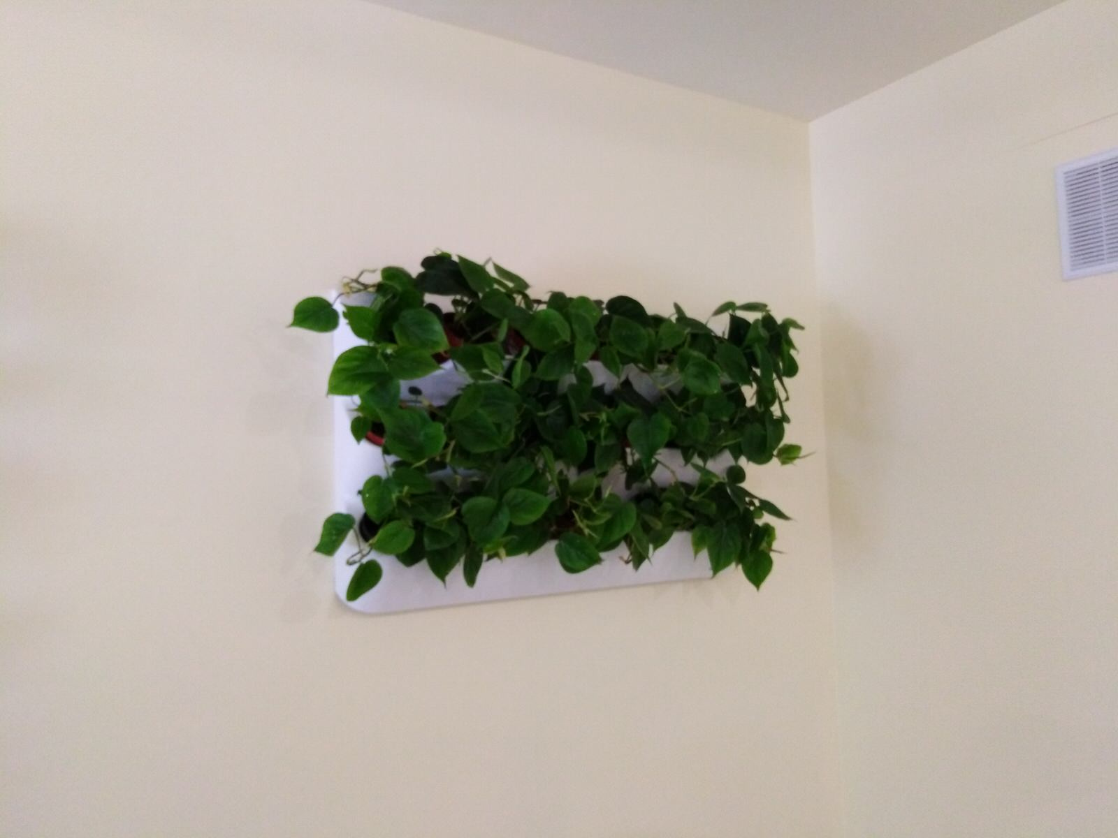 Вертикальное озеленение пространства. Фитомодули. Фитокартины. Фитоосвещение.